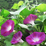牵牛花