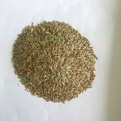 一年黑麦草种子