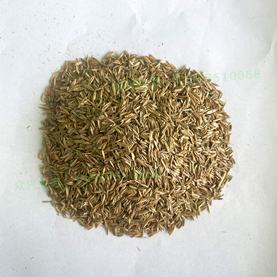 多年黑麦草种子
