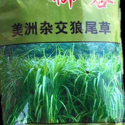 杂交狼尾草种子