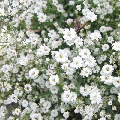满天星圆锥石头花种子
