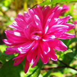 翠菊