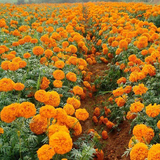 金盏菊