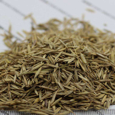 披碱草种子