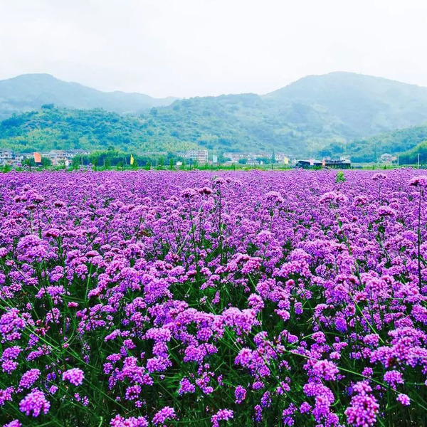 马鞭草2.jpg