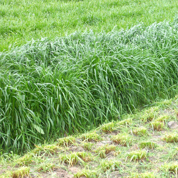 冬季多年生牧草种子有哪些 - 广西众兴生态园林有限公司