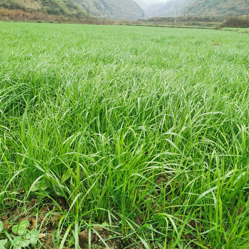 黑麦草3jpg