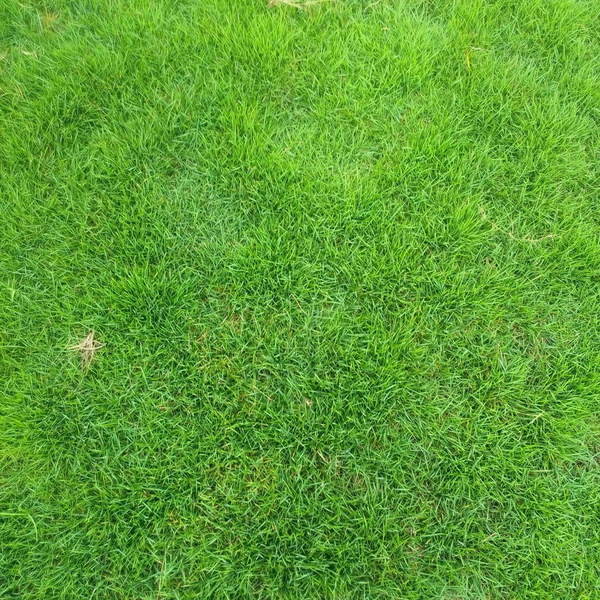 四季青与剪股颖草哪个更好