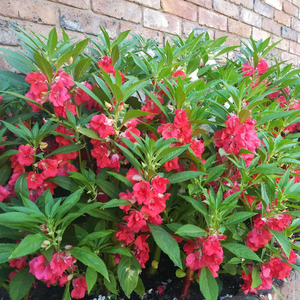 凤仙花是十分火爆的花卉绿色植物,很多人全是想要去种植它的,不仅由于