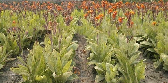 常見的根莖類花卉都有哪些? - 廣西眾興生態園林有限公司