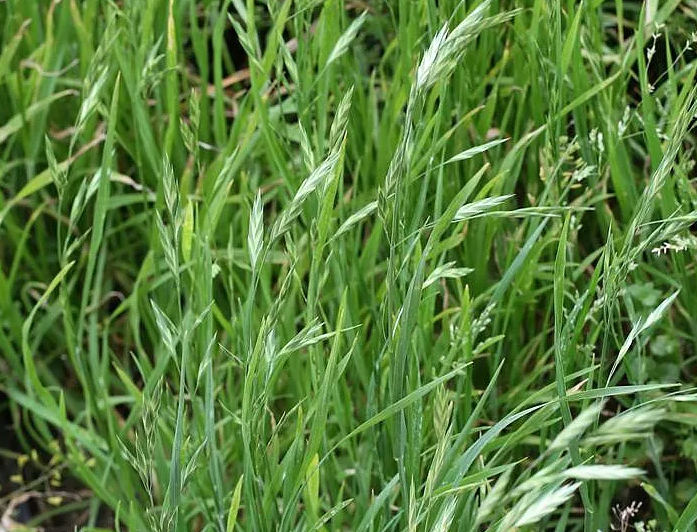 披碱草种子简介 - 广西众兴生态园林有限公司